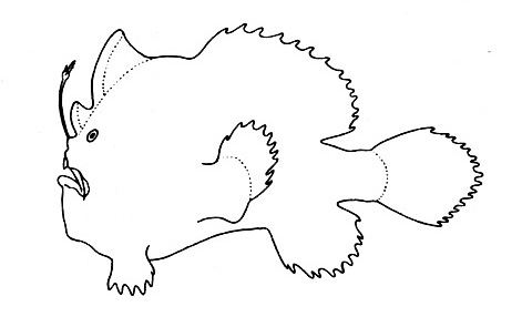 Representative of the Antennariidae family (Gosline & Brock, 1960, fig. 23)